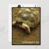 Tortoise im Zoo von Indianapolis Postkarte (Vorne/Hinten)