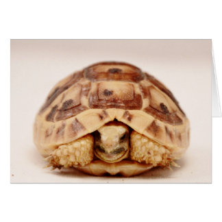 Tortoise in der Muschel