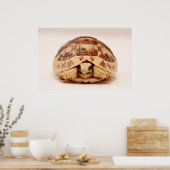 Tortoise in der Muschel Poster (Küche)