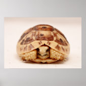 Tortoise in der Muschel Poster (Vorne)