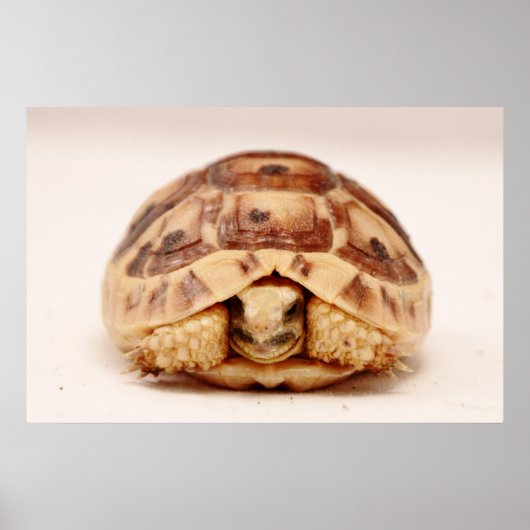 Tortoise in der Muschel Poster (Vorne)