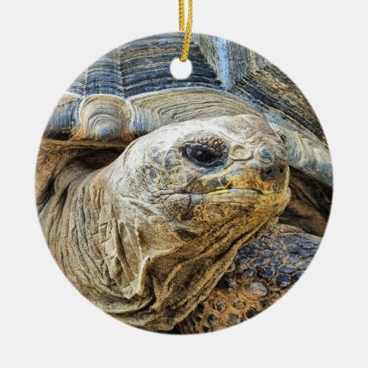 TORTOISE KERAMIK ORNAMENT (Vorne)