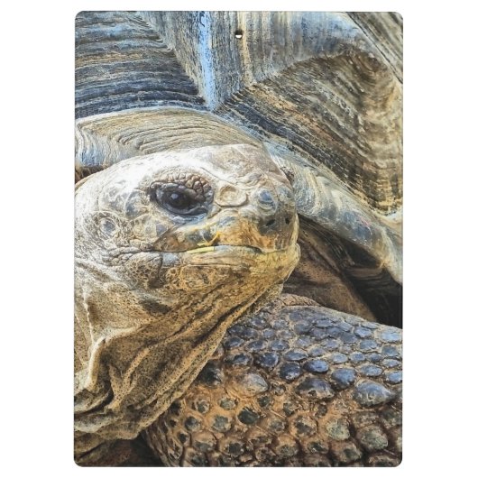 TORTOISE KLEMMBRETT (Rückseite)