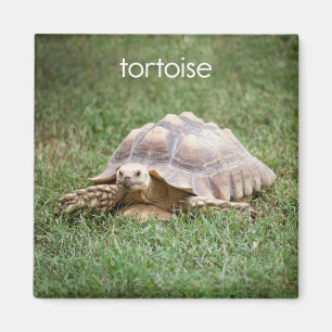 Tortoise Kühlschrank Magnet