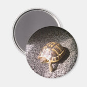 Tortoise Magnet (Vorderseite/Rückseite)