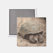 Tortoise Magnet (Vorderseite/Rückseite)