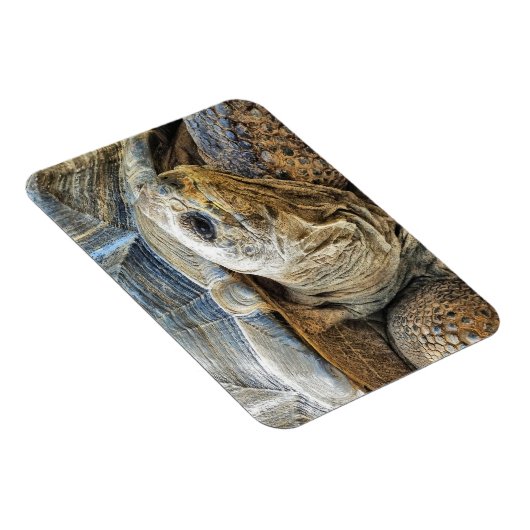 TORTOISE MAGNET (Rechte Seite)