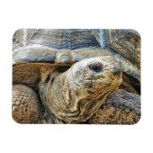 TORTOISE MAGNET (Horizontal)
