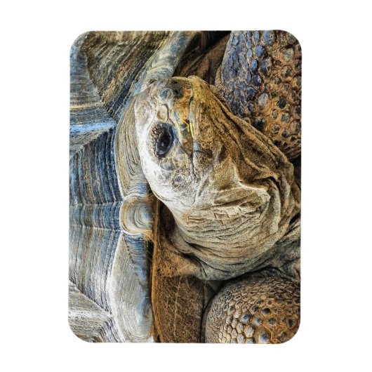 TORTOISE MAGNET (Vertikal)