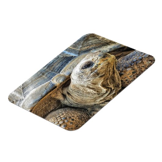 TORTOISE MAGNET (Linke Seite)