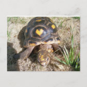 Tortoise mit Herzmuster Postkarte (Vorderseite)