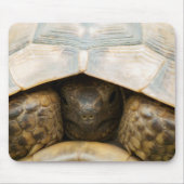Tortoise Mousepad (Vorne)