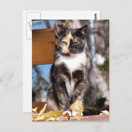 Tortoise Muschel Kitten 1 Postkarte (Vorne/Hinten)