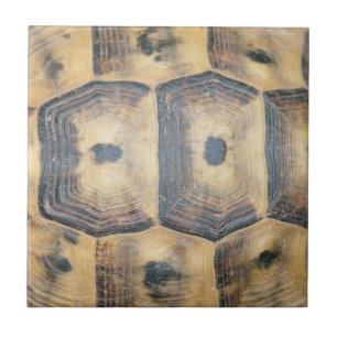 Tortoise Muschel Muster Fliese