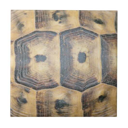 Tortoise Muschel Muster Fliese (Vorderseite)