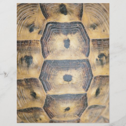 Tortoise Muschel Muster Flyer (Vorne)