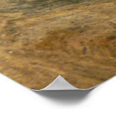 Tortoise Muschel Nature Foto Poster (Ecke)