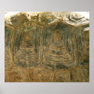Tortoise Muschel Nature Foto Poster