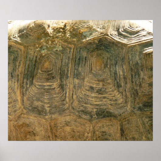 Tortoise Muschel Nature Foto Poster (Vorne)
