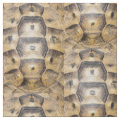 Tortoise-Muschel Stoff (Nahaufnahme)