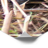 Tortoise Portrait Poster (Ecke)