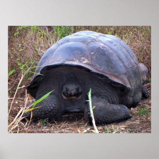 Tortoise Portrait Poster (Vorne)