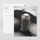 Tortoise Postcard Postkarte (Vorne/Hinten)