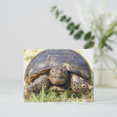 Tortoise Postcard Postkarte (Stehend Vorderseite)
