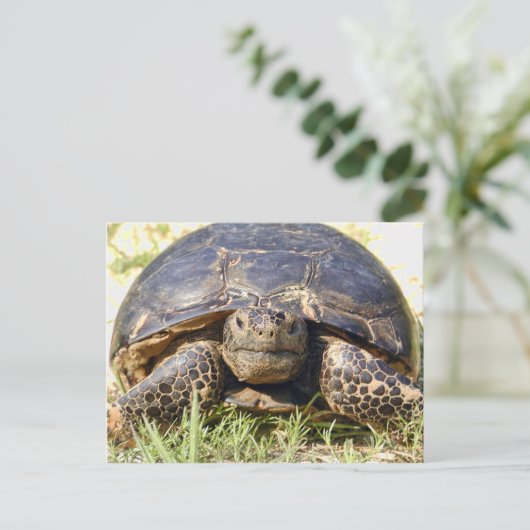 Tortoise Postcard Postkarte (Stehend Vorderseite)