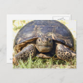 Tortoise Postcard Postkarte (Vorne/Hinten)