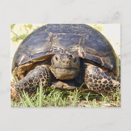 Tortoise Postcard Postkarte (Vorderseite)