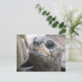 Tortoise Postcard Postkarte (Stehend Vorderseite)