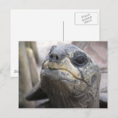 Tortoise Postcard Postkarte (Vorne/Hinten)