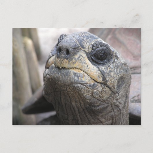 Tortoise Postcard Postkarte (Vorderseite)