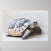 Tortoise Poster (Vorne)