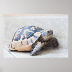 Tortoise Poster