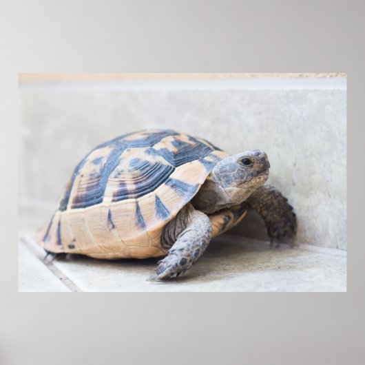 Tortoise Poster (Vorne)