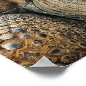 TORTOISE POSTER (Ecke)