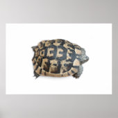 Tortoise Poster (Vorne)