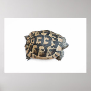 Tortoise Poster