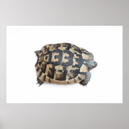 Tortoise Poster (Vorne)
