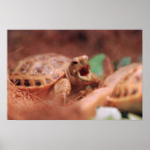 Tortoise Poster (Vorne)