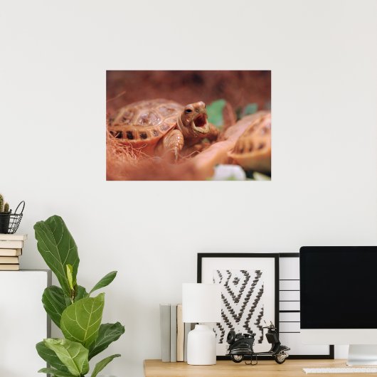 Tortoise Poster (Heimbüro)
