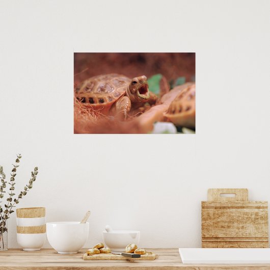 Tortoise Poster (Küche)