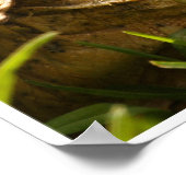 Tortoise Poster (Ecke)