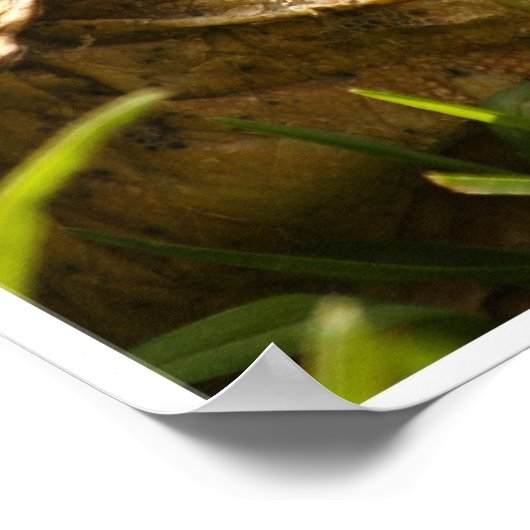 Tortoise Poster (Ecke)