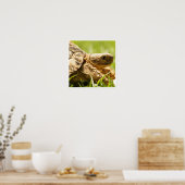 Tortoise Poster (Küche)