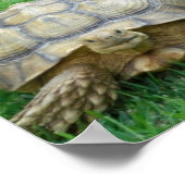 Tortoise Poster Print (Ecke)