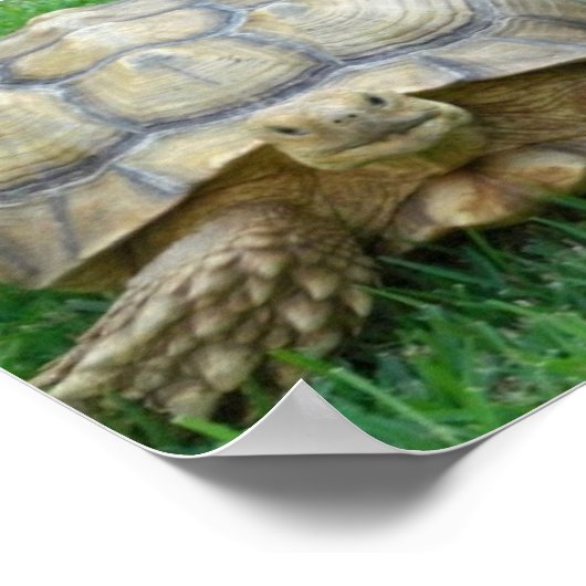Tortoise Poster Print (Ecke)