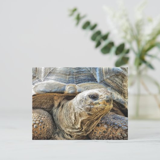 TORTOISE POSTKARTE (Stehend Vorderseite)